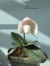 Paphiopedilum ang-thong x concolor 